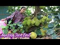 Wow, amazing jack fruit that I have never seen / Crispy jack fruit recipe / Cooking with Sreypov