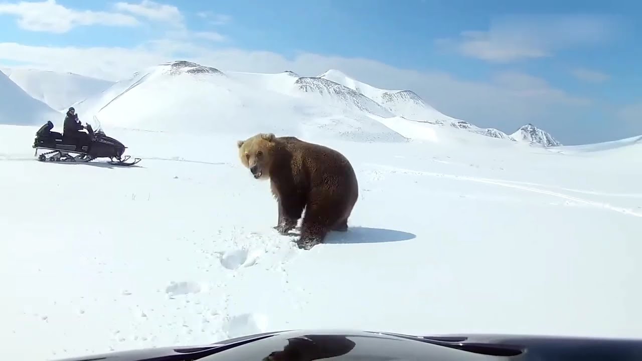 WILD Animal Encounters Damn Nature You Scary.. 