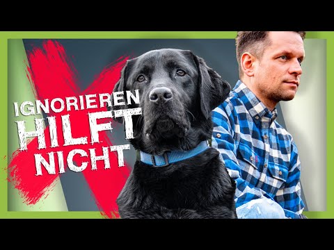 Video: Hilfe! Mein Hund schützt ihr Essen