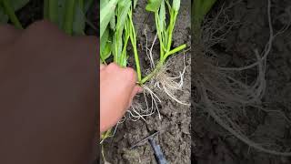 Fresh Water Spinach Plant Cleaning! 🥬✨ #shorts #farming