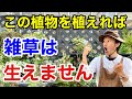 【究極の解決法】もう草取りは必要なくなります.   【カーメン君】【園芸】【雑草対策】【初心者】