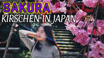 Was bedeutet Sakura auf Deutsch?