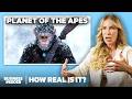 Ape expert rates 10 monkey and ape attacks in movies and tv  how real is it  insider