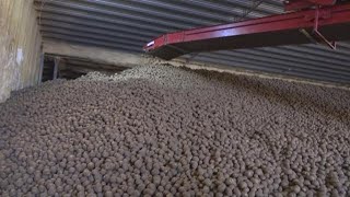 Maine potatoes not being used due to coronavirus, COVID-19 pandemic