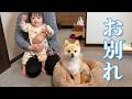 しばらく実家とお別れすることになった愛犬がこうなりました…
