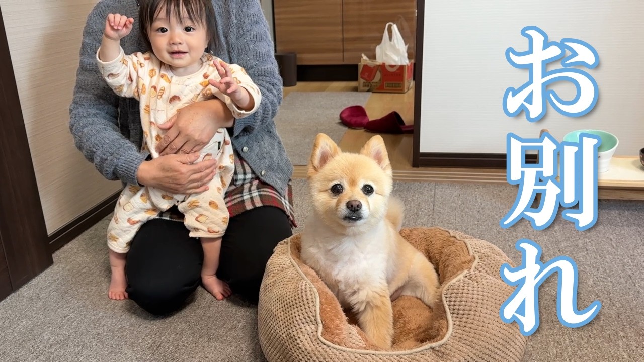 しばらく実家とお別れすることになった愛犬がこうなりました…