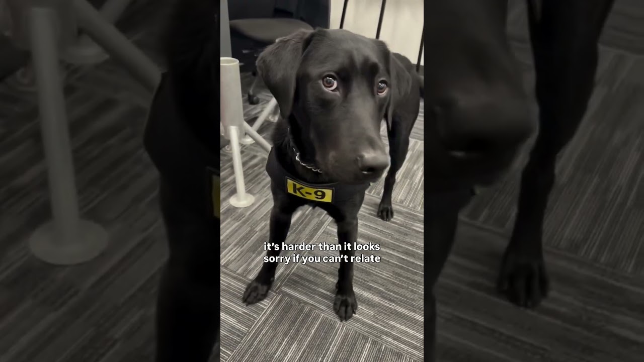 K9 Steeler is wicked tired...#traveling #pets