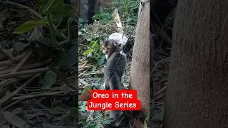 Oreo in The Jungle Series Start ho gayi haii🤣🤣 #cat #catseries #jungle #oreo