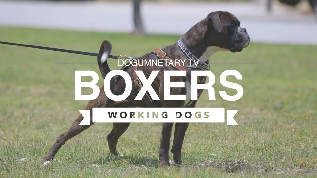 ALL ABOUT BOXERS: WORKING DOGS - YouTube