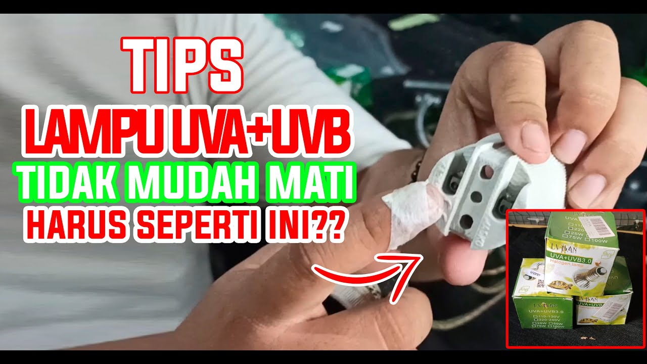 TIPS AGAR LAMPU UVA+UVB TIDAK MUDAH MATI | MERAWAT REPTIL - YouTube