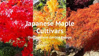 Japanese Maple Cultivars | Our Japanese Garden Escape