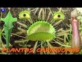 Tipos de PLANTAS CARNÃVORAS