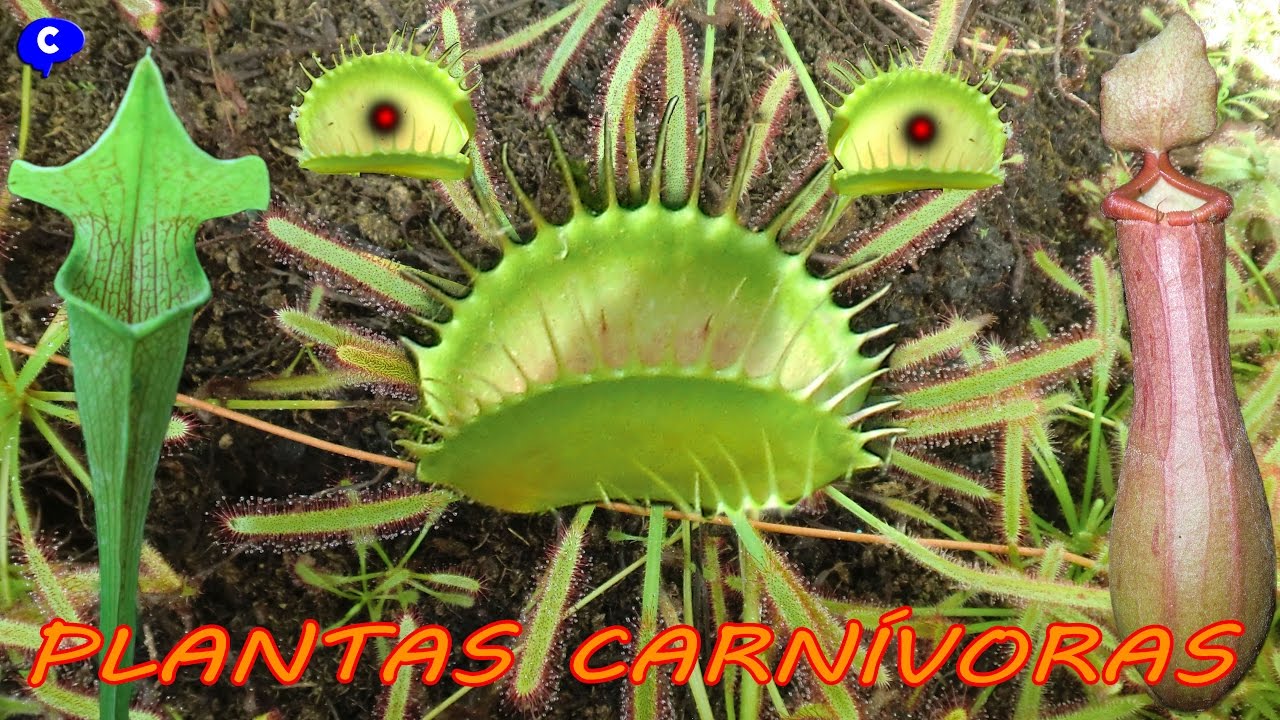 Tipos de PLANTAS CARNÍVORAS - YouTube