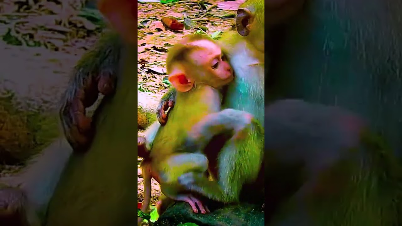 Denied Nurturing Leo's Loud Whimpers 20