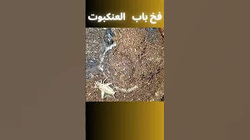 عجائب الحشرات فخ باب العنكبوت معلومات مفيدة عن العناكب 
