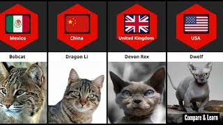 Cat Breeds From different countries | #cat #cats #pets #comparison 