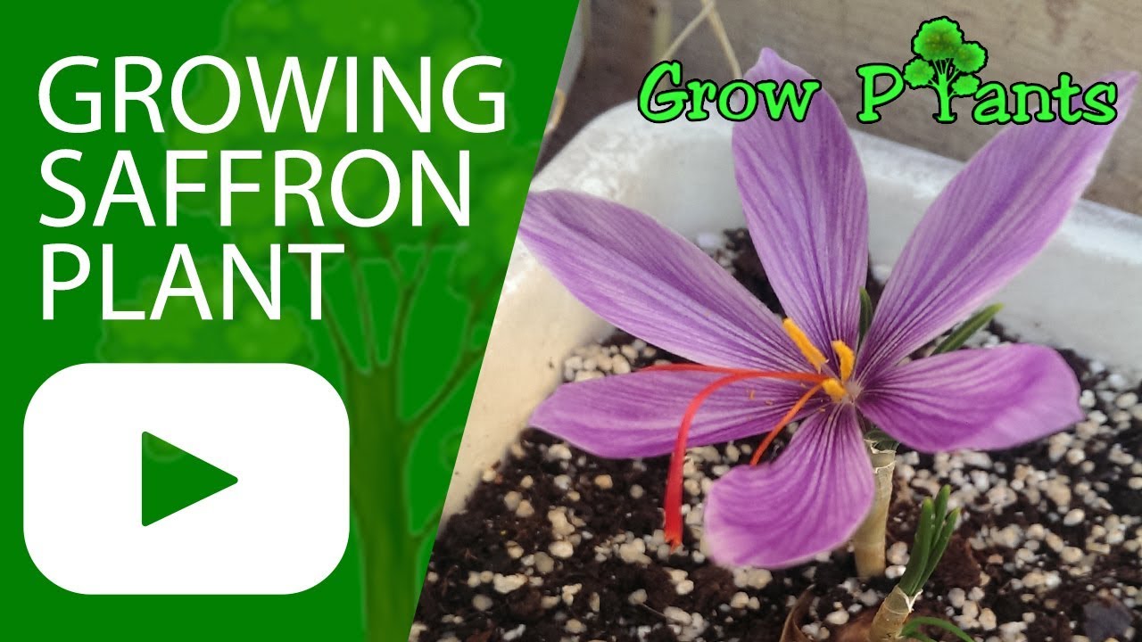 The Best Strategy To Use For Hydroponic Saffron Cultivation