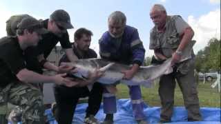 KELČANY u Kyjova-jak rybáři pouštěli do místního rybníka tři velké jesetery-druhý kus