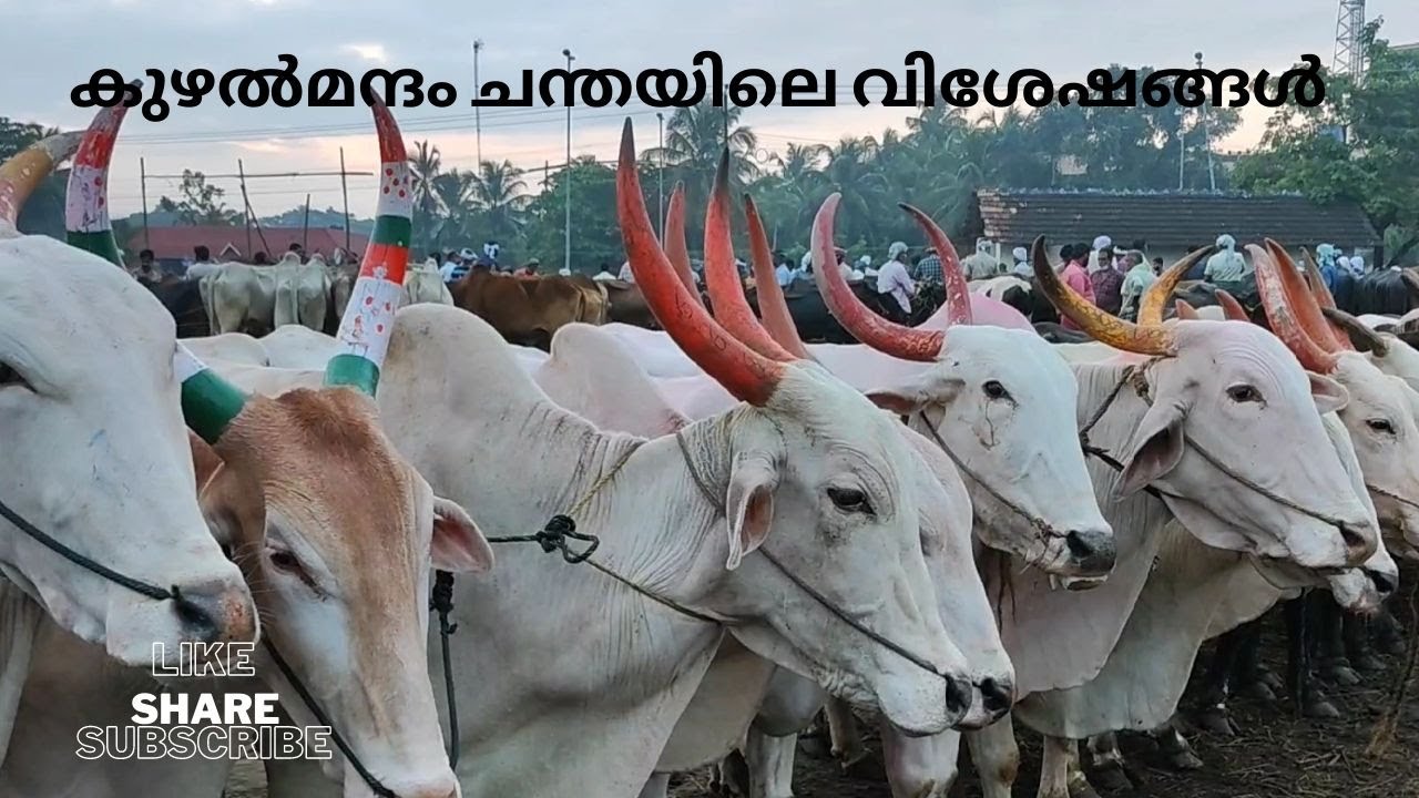 Скотный рынок Кужалманнам.... Скотный рынок Кужалманнам Палаккад