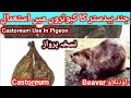Castorium Use For Pigeons 