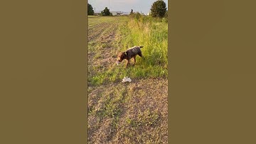 Wirehaired Pointing Griffon