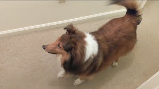 Trying to stop a sheltie barking when her best friend comes home!