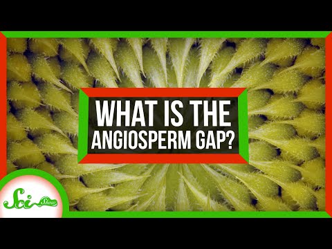 Solving the 70 Million Year “Gap” in Flower Evolution thumbnail