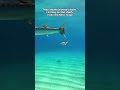 These Fish Were Watching This Baby Shark
