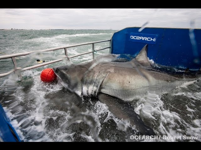 Great White Shark Tagged Near Jacksonville Surf Spot Is 2,000 lbs