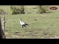 Secretary Bird, the Tallest Raptor in the World