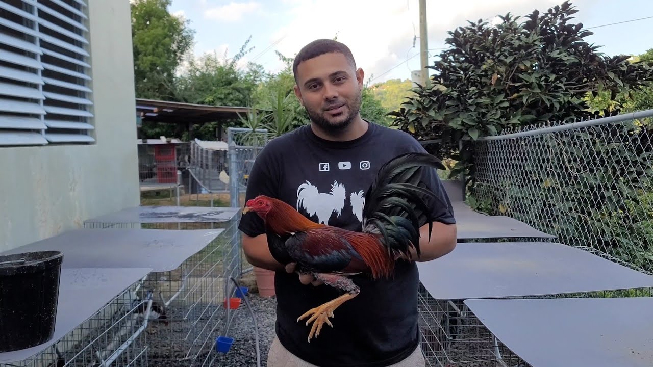 El Metodo Para las Gallinas Pongas Huevos (Parte #2)