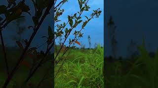 Wild Grass in Rice Field | Calm Nature Ambience