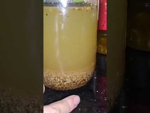 زيت الكتان والسمسم الشعب الصيني ماله حل اكسبلور زيت الشعر زيت السمسم زيت الكتان