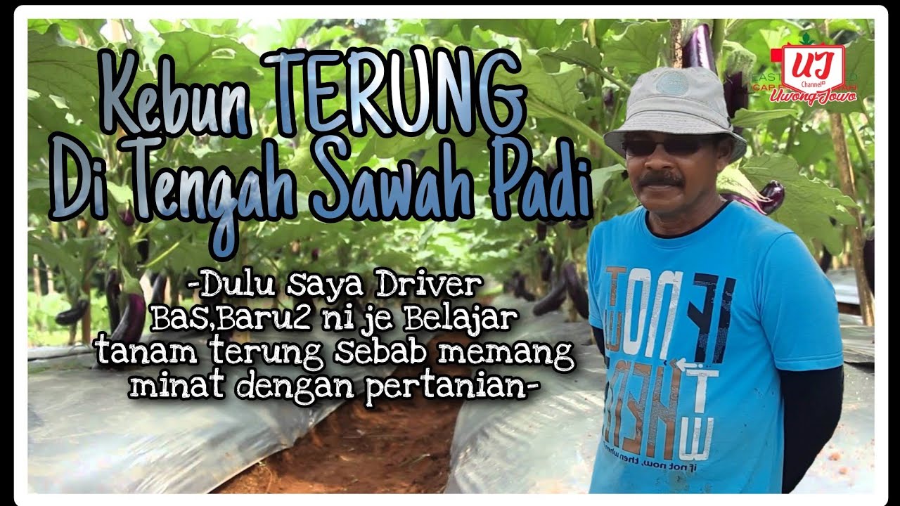 [ Inspirasi ] Bekas Driver Bas Tanam Terung di Tengah Sawah Padi