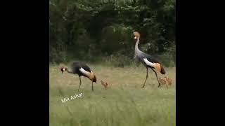 Grey crowned crane