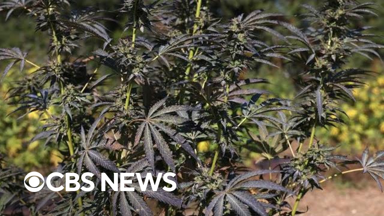 Chinese-funded illegal weed production expands in U.S.