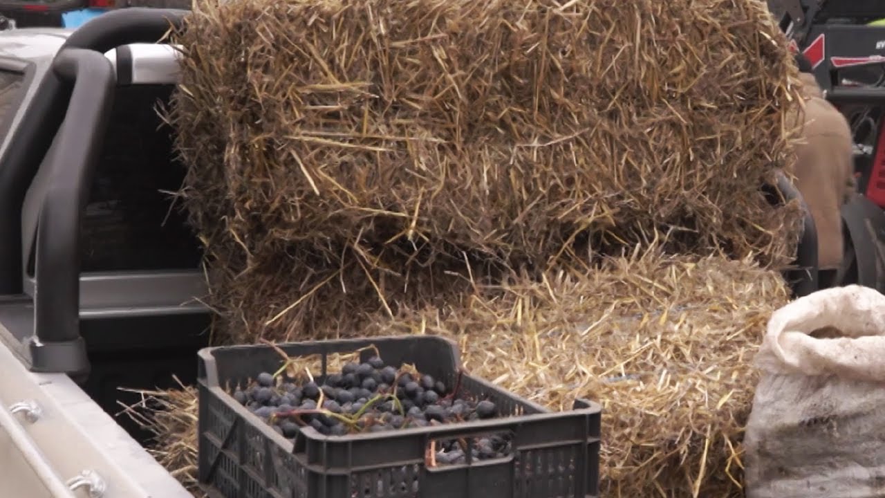 Фермеры Молдовы обложили парламент республики навозом и сеном в знак протеста
