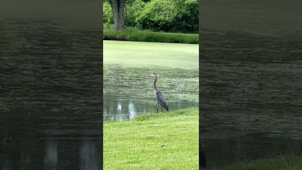 Great blue heron flying across a pond 