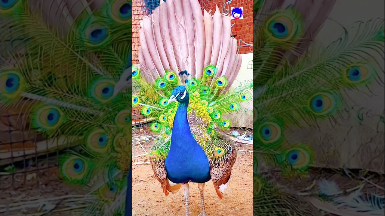 The Great National Bird of India