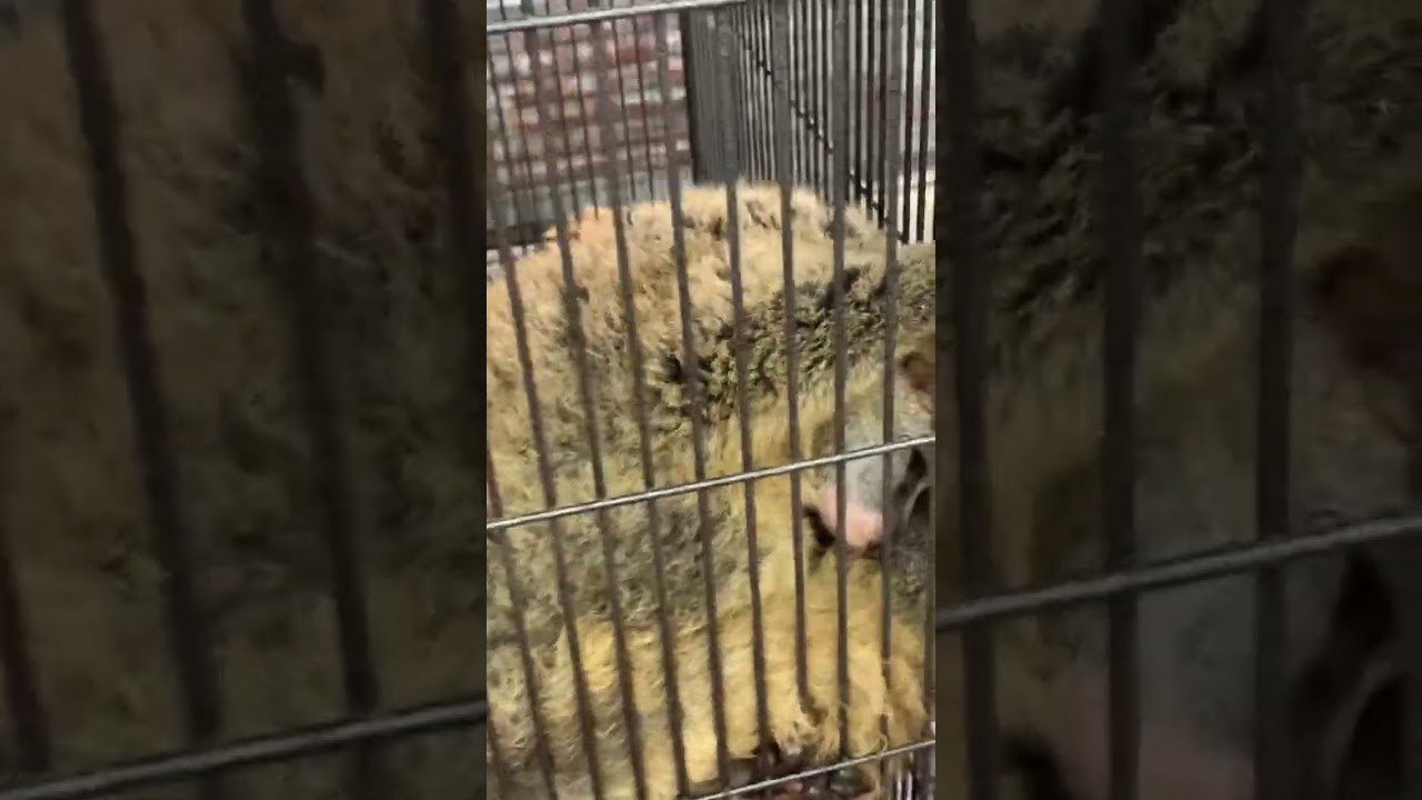 Secretly filming ILLEGAL ANIMAL MARKET in Bangkok