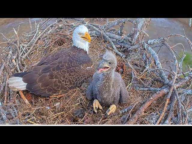 SWFL Eagles ~ M15 Brings LARGE Clump Of Grass & E26 HELPS DAD