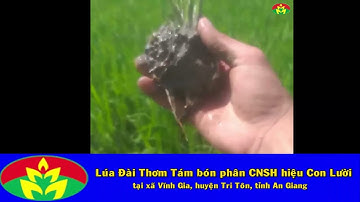 Thực tế ruộng Lúa Đài Thơm 8 bón phân hiệu Con Lười của anh Âu tại xã Vĩnh Gia - Tri Tôn - An Giang