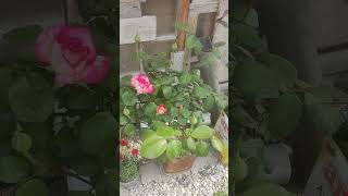 4 Renk Baston Gulerimiz Açmaya Başladı