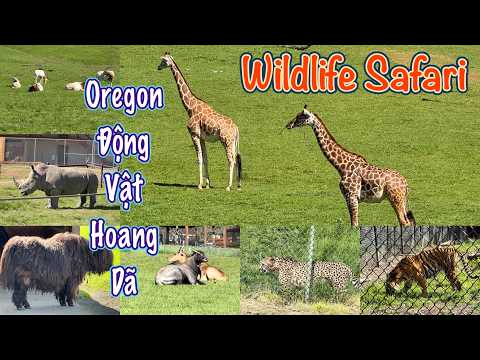Oregon Động Vật Hoang Dã -Lái Xe Quanh Sở Thú - Oregon Wildlife Safari -Mùa Xuân Safari Zoo - Vl 317