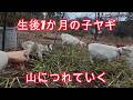 生後1か月たった子ヤギ、山の養鶏場デビューの様子、ニワトリの偽卵、山羊の雌雄見分け方、冬の貴重な緑餌【解説動画】