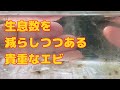 ミナミヌマエビが飼育禁止になるかもしれない未来