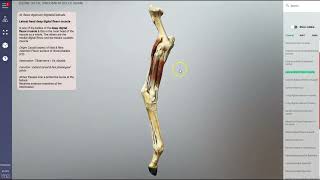 Equine hindlimb muscles (scan) - 3D Veterinary Anatomy Canine Hindlimb Musculature Scan 3d Veterinary Anatomy