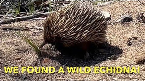 WE FOUND AN ECHIDNA! CUTE ANIMAL OR WHAT?!