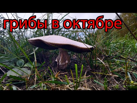 Сбор грибов в октябре 2022 ! Какие грибы растут в октябре решил посмотреть.