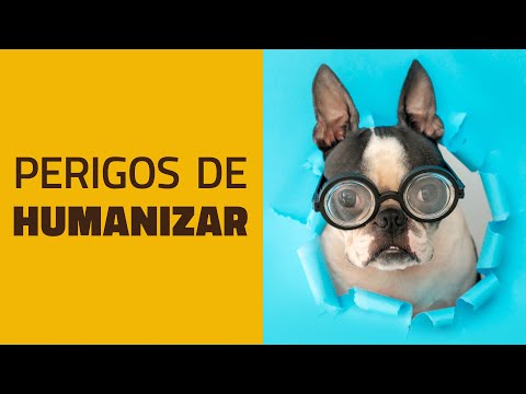 Vídeo: Perigos Surpreendentes De Arnês Para Cães A Serem Evitados